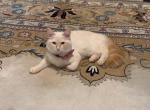 Barfi - Turkish Angora Kitten For Sale