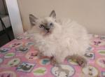 Ragdoll Kittens - Ragdoll Kitten For Sale - Delano, CA, US