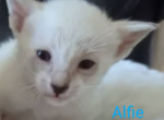 Alfie - Siamese Kitten For Sale - Middletown, DE, US