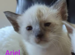 Ariel - Siamese Kitten For Sale - Middletown, DE, US