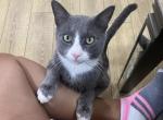 Mincho - Domestic Cat For Adoption - Bowie, MD, US