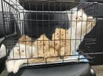 Ready CFA Persian Kittens Health Tested Bloodlines - Persian Kitten For Sale - 