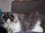 Hansel - Persian Kitten For Sale - 