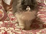 Gretal - Persian Kitten For Sale - 