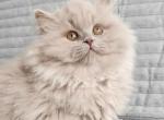 Pixel - Scottish Straight Kitten For Sale - Denver, CO, US