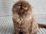 Pluto - Scottish Fold Kitten For Sale - 