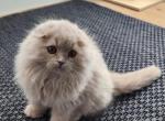 Peanut - Scottish Fold Kitten For Sale - Denver, CO, US