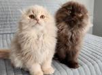 Pumpkin - Scottish Fold Kitten For Sale - 