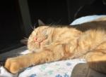 Loki - Domestic Cat For Sale - 