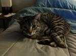 Baby Boy - Egyptian Mau Cat For Adoption - Houston, TX, US