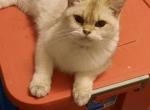 Poppy - British Shorthair Cat For Sale - 