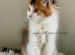 Annie - Maine Coon Kitten For Sale - 