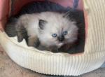 Blue Point Female - Himalayan Kitten For Sale - Staten Island, NY, US