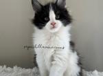 Buster - Maine Coon Kitten For Sale - 