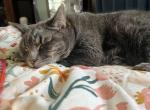 Bartleby - Domestic Cat For Sale - 