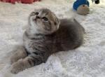 Scout - Scottish Fold Kitten For Sale - 