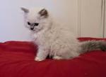 TICA Female Mitted Lynx Ragdoll Kitten - Ragdoll Kitten For Sale - 