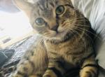 Mileena - Domestic Cat For Sale - Bronx, NY, US