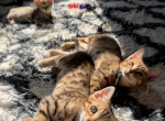 Power 4 - Bengal Kitten For Sale - 