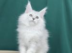 William - Maine Coon Kitten For Sale - Hollywood, FL, US