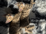 Baby Bengals - Bengal Kitten For Sale - 