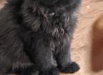 black male - Persian Kitten For Adoption - Mora, NM, US