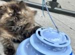 Lollipop - Persian Kitten For Sale - 