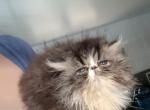 Cfa brown tabby and white male Persian kitten - Persian Kitten For Sale - Woodburn, IN, US