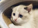 Ophelia - Ragdoll Kitten For Sale - WI, US