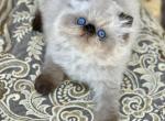 Beljapur Diamond - Himalayan Kitten For Sale - Austin, TX, US