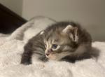 Striped boy - Maine Coon Kitten For Sale - 