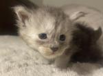 Black and silver smoke - Maine Coon Kitten For Sale - Findlay, OH, US