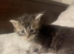 Black and white - Maine Coon Kitten For Sale - 