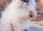 Tuna - Himalayan Kitten For Sale - 