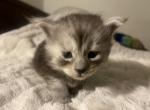 Black and silver smoke2 - Maine Coon Kitten For Sale - Findlay, OH, US