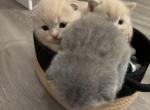 Apricot - Scottish Fold Kitten For Sale - Wilmington, NC, US