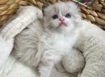 Ragdoll Kitten - Ragdoll Kitten For Sale - San Diego, CA, US