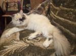 Sugar - Persian Cat For Sale - Duvall, WA, US