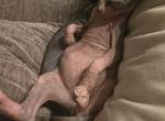 OSHUN litter - Sphynx Kitten For Sale - Virginia Beach, VA, US