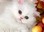 Baby - Persian Kitten For Sale - Discovery Bay, CA, US