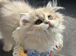 Blue gold British Longhair AY12 - British Shorthair Kitten For Sale - West Hollywood, CA, US