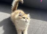 British Longhair NY12 Male1 - British Shorthair Kitten For Sale - West Hollywood, CA, US