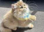 British Longhair NY12 male2 - British Shorthair Kitten For Sale - West Hollywood, CA, US