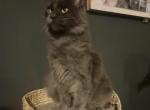 Lincoln - Maine Coon Kitten For Adoption - Chapmansboro, TN, US