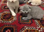 Silver - Scottish Fold Kitten For Sale - Wilmington, NC, US