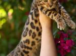 Benny - Bengal Kitten For Sale - 