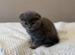 Scottish fold - Scottish Fold Kitten For Sale - Covington, WA, US