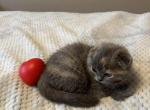 Scottish Folld - Scottish Fold Kitten For Sale - Covington, WA, US