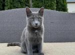 Blueberry - Chartreux Kitten For Sale