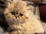 Tallie Lynx Point GIRL - Himalayan Kitten For Sale - Gaithersburg, MD, US